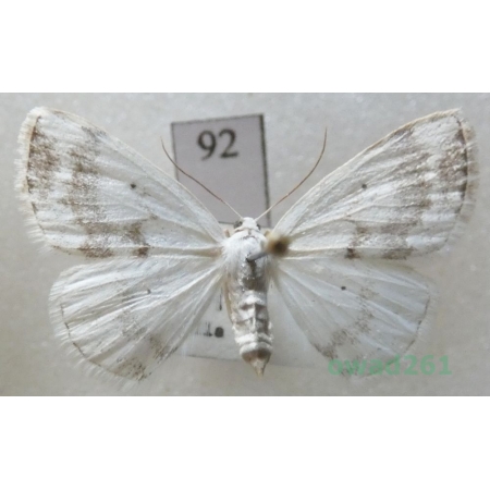 Lomographa temerata (Denis & Schiffermüller, 1775) Czech92